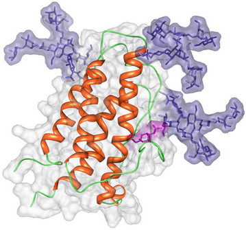 Image of the predicted structure of glycosylated human Erythropoietin.